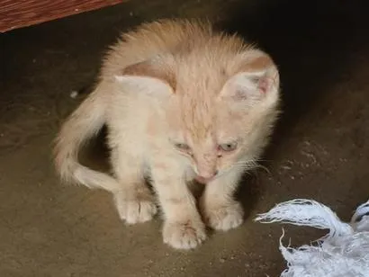 Gato raça SRD-ViraLata idade Abaixo de 2 meses nome Tica