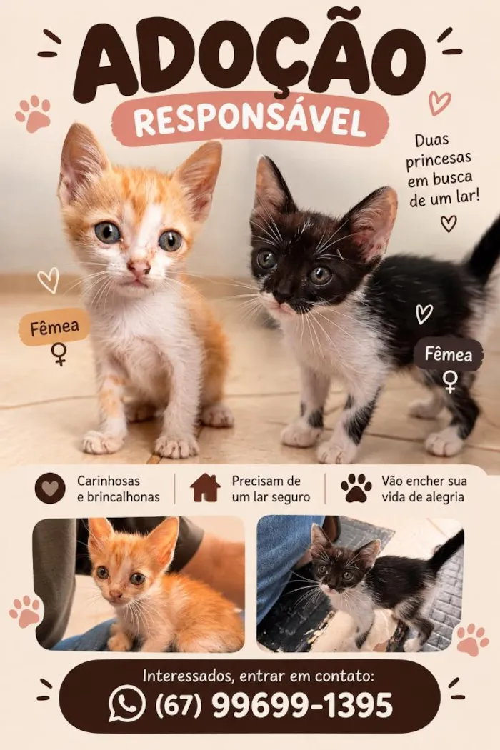 Gato raça SRD-ViraLata idade 2 a 6 meses nome Lela e Lila (Resgatadas)