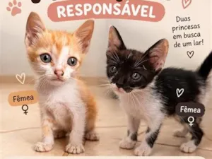 Gato raça SRD-ViraLata idade 2 a 6 meses nome Lela e Lila (Resgatadas)