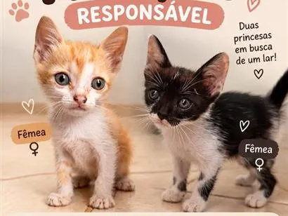 Gato raça SRD-ViraLata idade 2 a 6 meses nome Lela e Lila (Resgatadas)