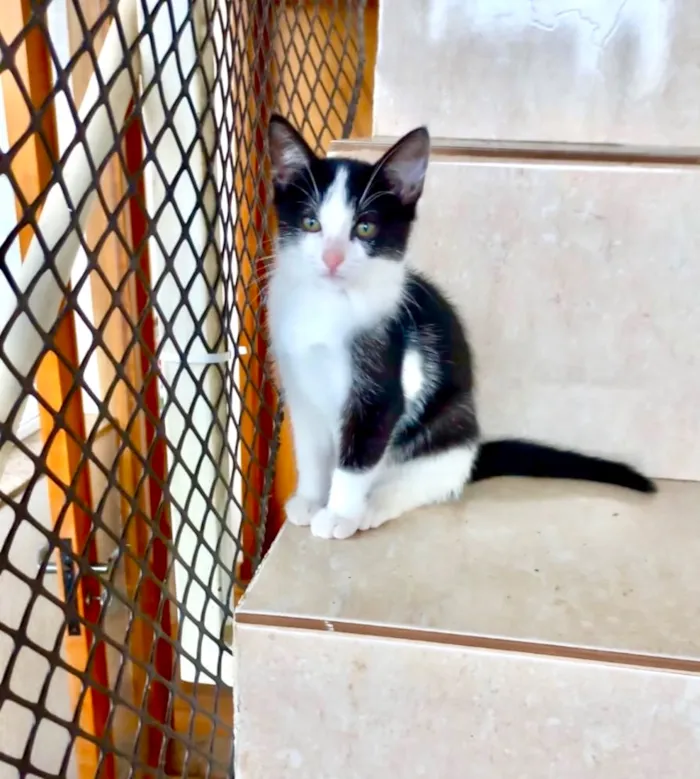 Gato raça SRD-ViraLata idade 2 a 6 meses nome Mochi