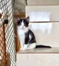 Mochi