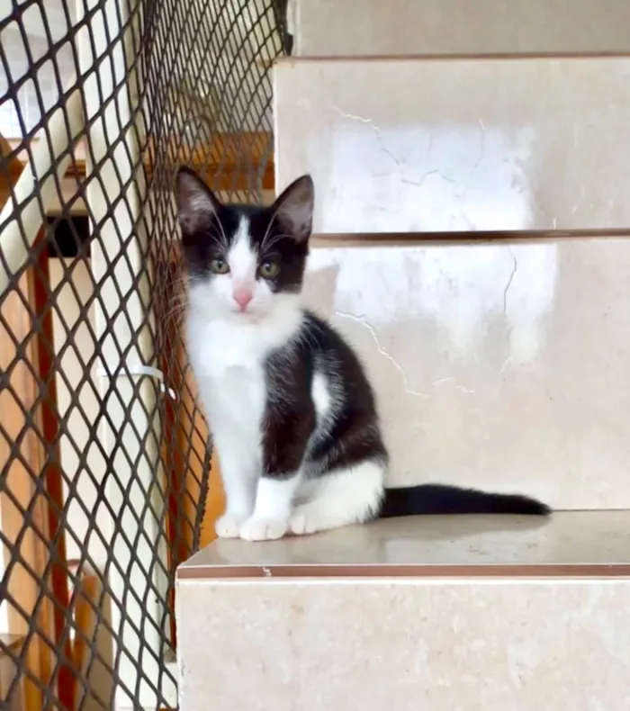 Gato raça SRD-ViraLata idade 2 a 6 meses nome Mochi