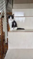 Mochi
