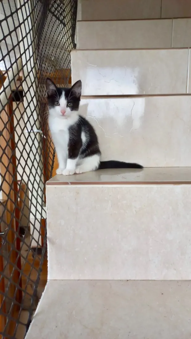 Gato raça SRD-ViraLata idade 2 a 6 meses nome Mochi