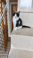 Mochi