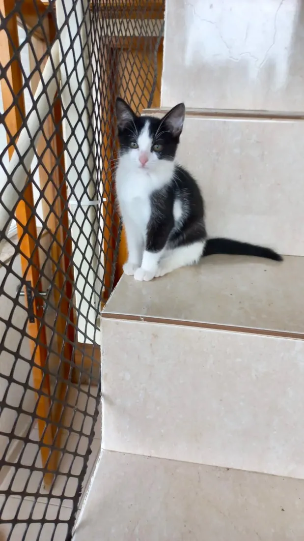 Gato raça SRD-ViraLata idade 2 a 6 meses nome Mochi