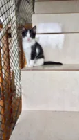 Mochi