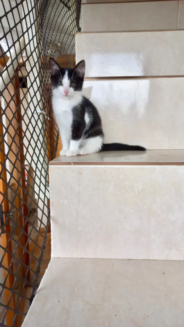 Gato raça SRD-ViraLata idade 2 a 6 meses nome Mochi