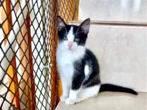 Gato raça SRD-ViraLata idade 2 a 6 meses nome Mochi