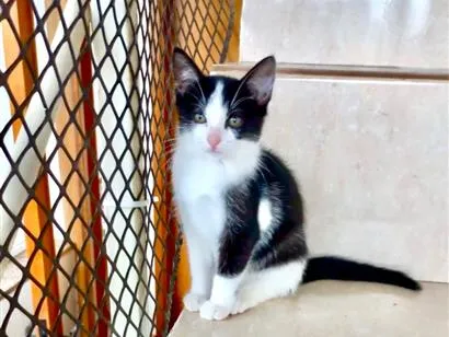 Gato raça SRD-ViraLata idade 2 a 6 meses nome Mochi