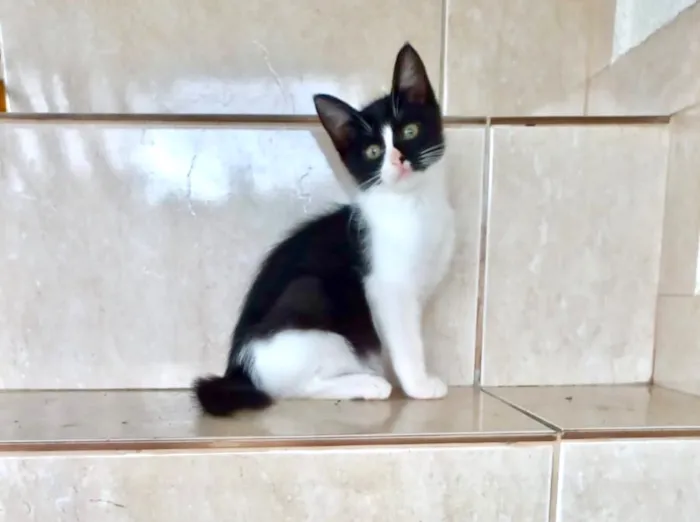 Gato raça SRD-ViraLata idade 2 a 6 meses nome Yuki bb 2meses linda 
