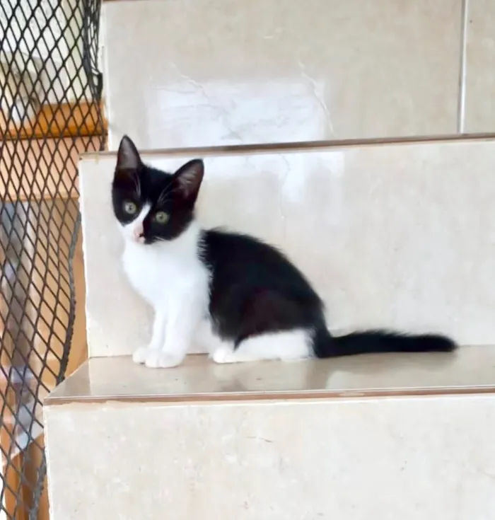 Gato raça SRD-ViraLata idade 2 a 6 meses nome Yuki bb 2meses linda 