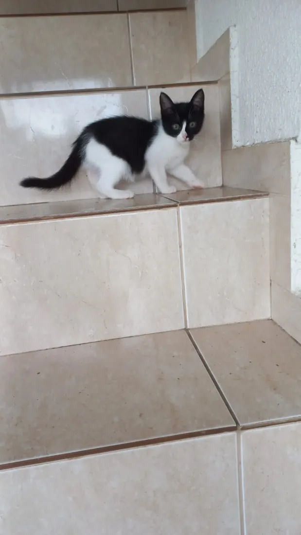 Gato raça SRD-ViraLata idade 2 a 6 meses nome Yuki bb 2meses linda 