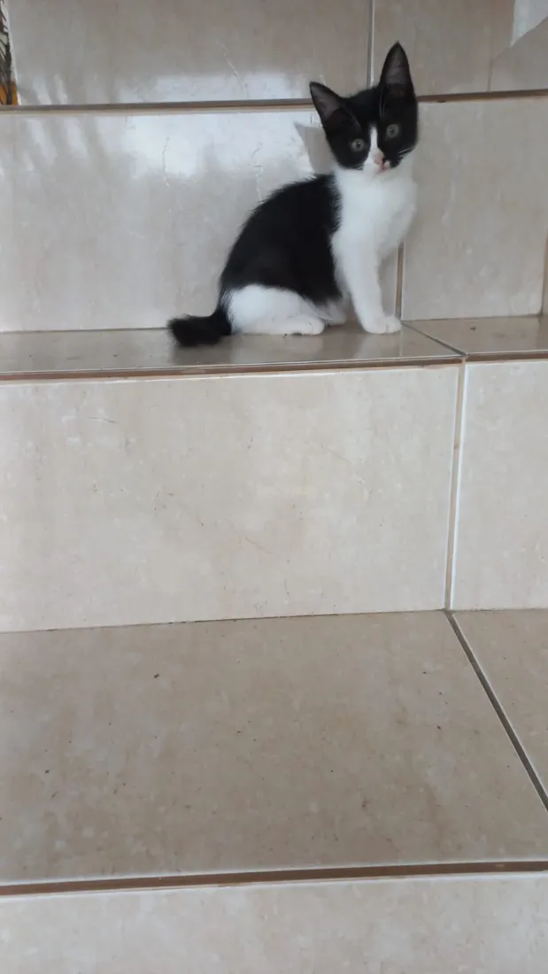 Gato raça SRD-ViraLata idade 2 a 6 meses nome Yuki bb 2meses linda 