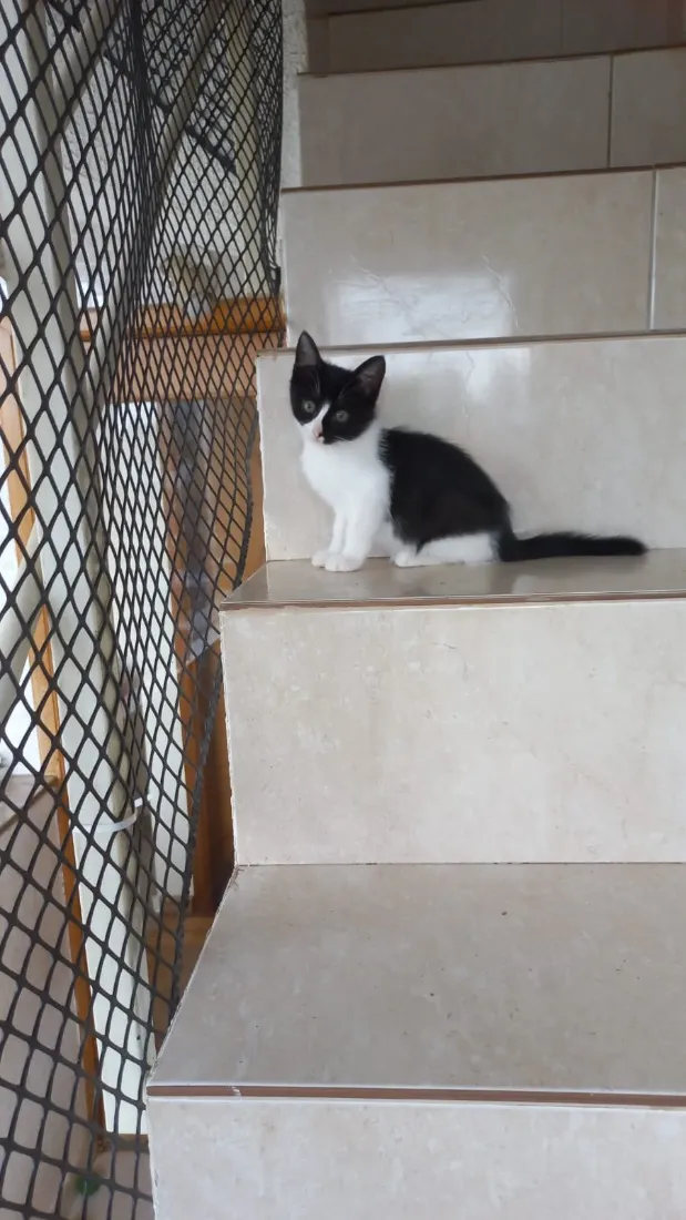 Gato raça SRD-ViraLata idade 2 a 6 meses nome Yuki bb 2meses linda 
