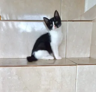 Gato raça SRD-ViraLata idade 2 a 6 meses nome Yuki bb 2meses linda 
