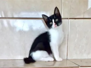 Gato raça SRD-ViraLata idade 2 a 6 meses nome Yuki bb 2meses linda 