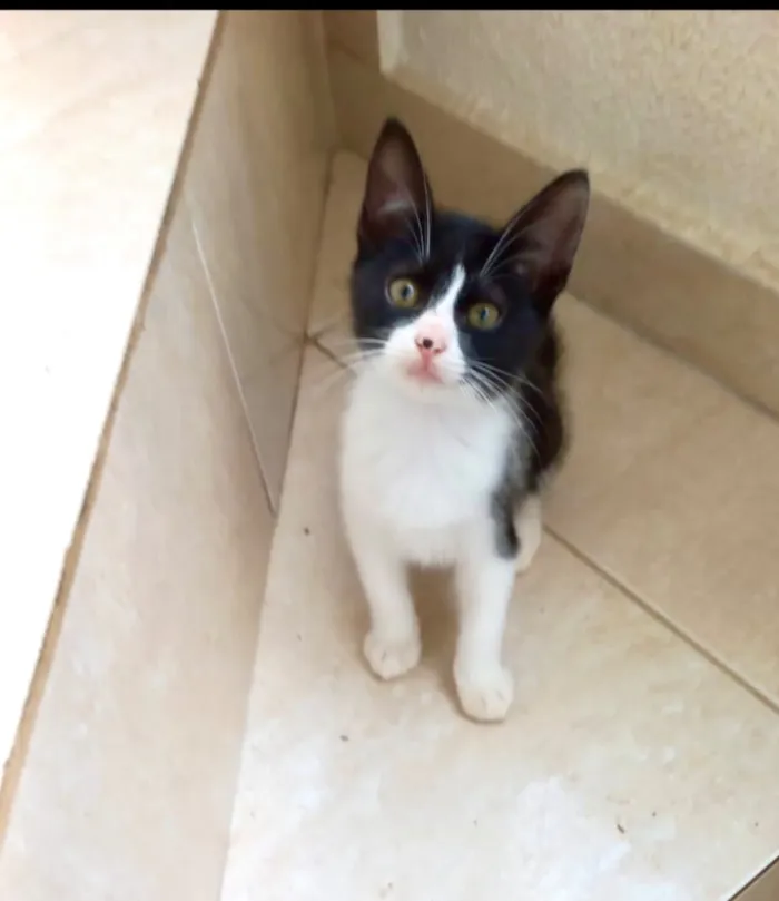 Gato raça SRD-ViraLata idade 2 a 6 meses nome Chibi bb 2 meses lindo 