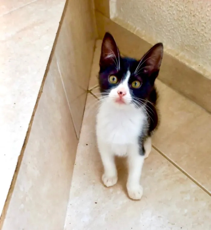 Gato raça SRD-ViraLata idade 2 a 6 meses nome Chibi bb 2 meses lindo 