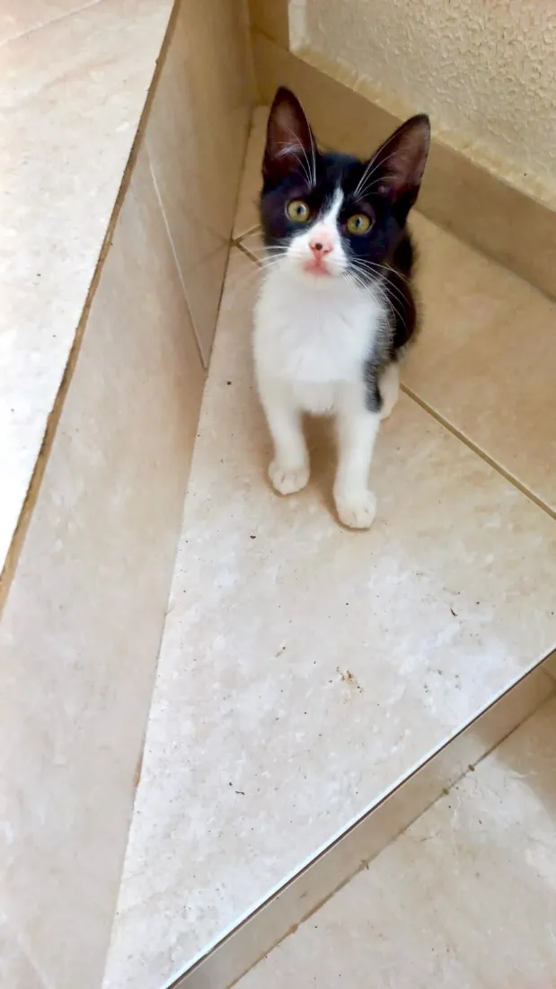 Gato raça SRD-ViraLata idade 2 a 6 meses nome Chibi bb 2 meses lindo 