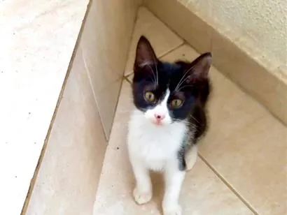 Gato raça SRD-ViraLata idade 2 a 6 meses nome Chibi bb 2 meses lindo 