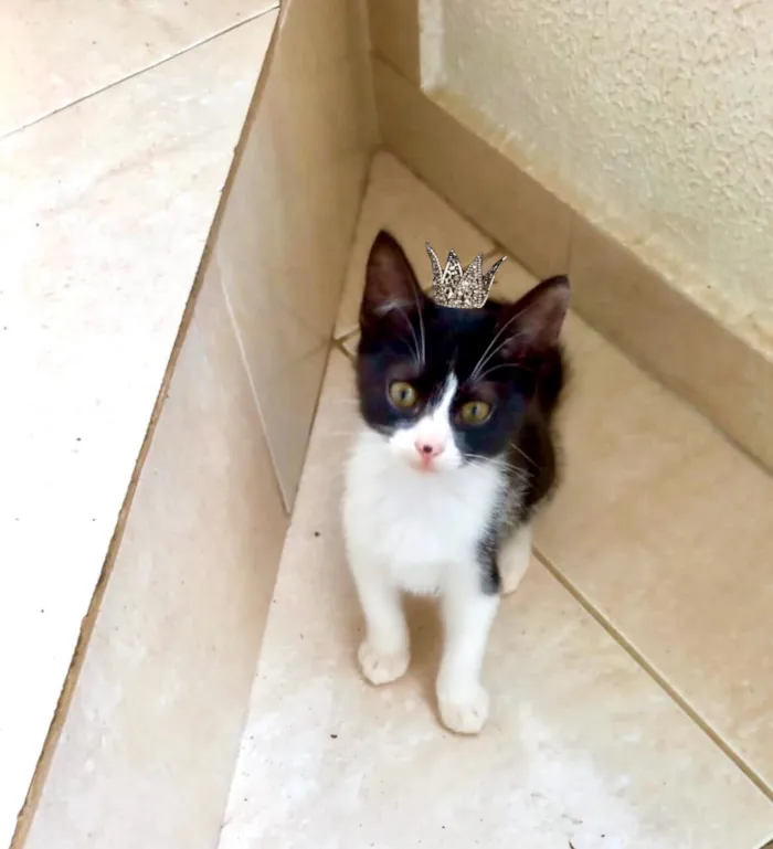 Gato raça SRD-ViraLata idade 2 a 6 meses nome Chibi bb 2 meses lindo 