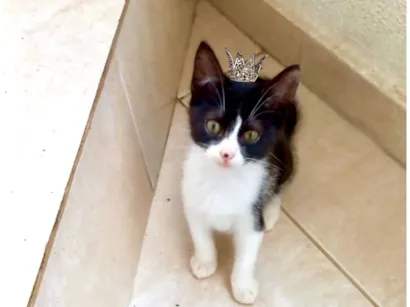 Gato raça SRD-ViraLata idade 2 a 6 meses nome Chibi bb 2 meses lindo 