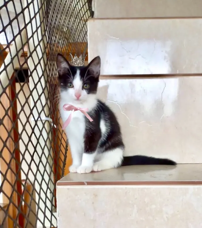 Gato raça SRD-ViraLata idade 2 a 6 meses nome Mochi