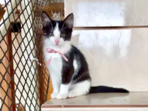 Gato raça SRD-ViraLata idade 2 a 6 meses nome Mochi