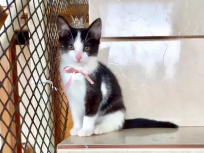 Gato raça SRD-ViraLata idade 2 a 6 meses nome Mochi