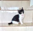 Yuki bb 2meses linda 