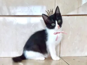 Gato raça SRD-ViraLata idade 2 a 6 meses nome Yuki bb 2meses linda 