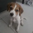Tobias