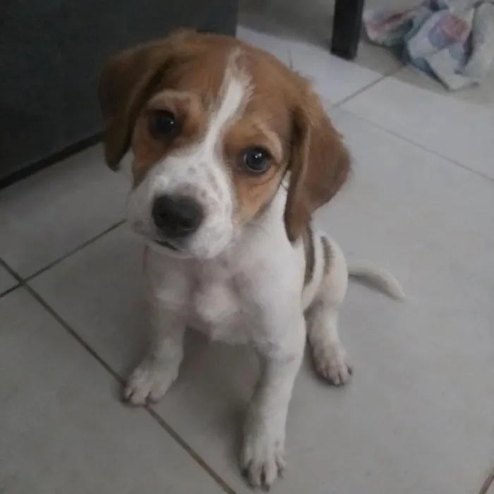 Cachorro raça SRD-ViraLata idade 2 a 6 meses nome Tobias
