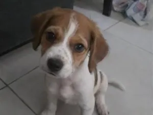 Cachorro raça SRD-ViraLata idade 2 a 6 meses nome Tobias