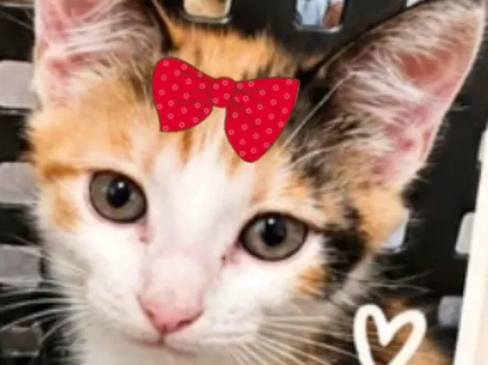 Gato raça SRD-ViraLata idade 2 a 6 meses nome Olivia 