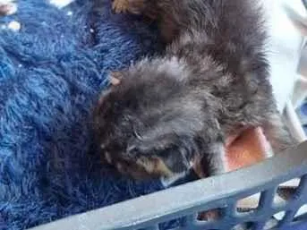 Gato raça SRD-ViraLata idade Abaixo de 2 meses nome não tem nome