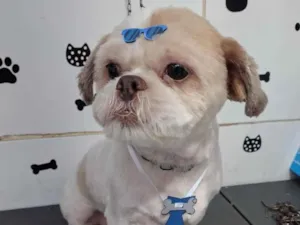 Cachorro raça Shitzu idade 6 ou mais anos nome Chase