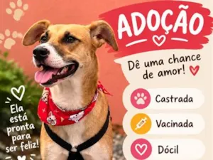 Cachorro raça SRD-ViraLata idade 1 ano nome Nina