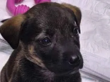 Cachorro raça SRD-ViraLata idade Abaixo de 2 meses nome Clover