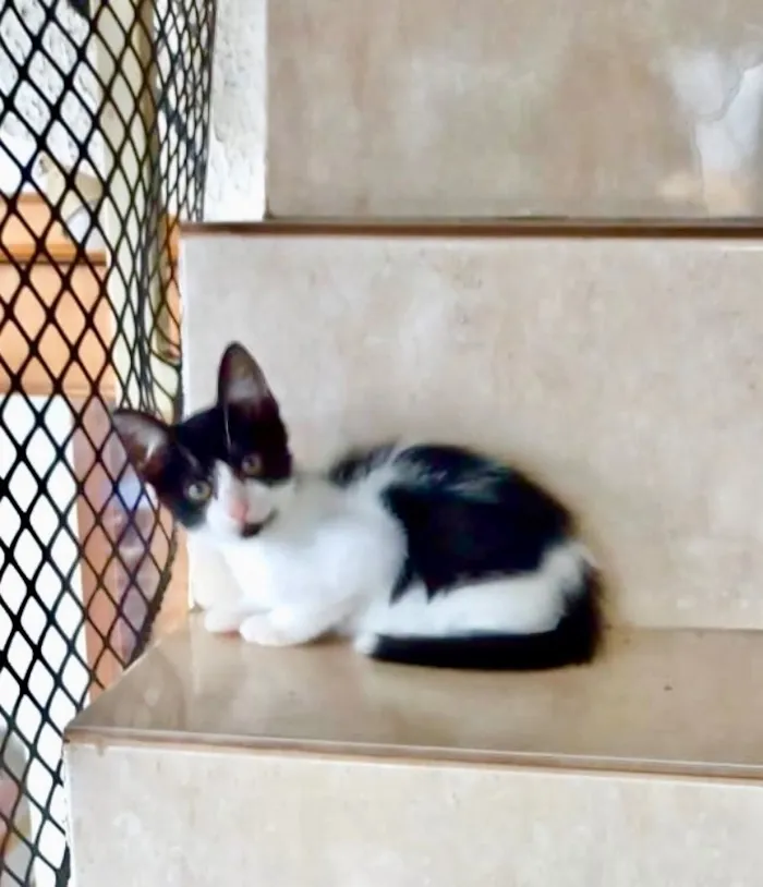 Gato raça SRD-ViraLata idade 2 a 6 meses nome Shin bb2 meses lindo 