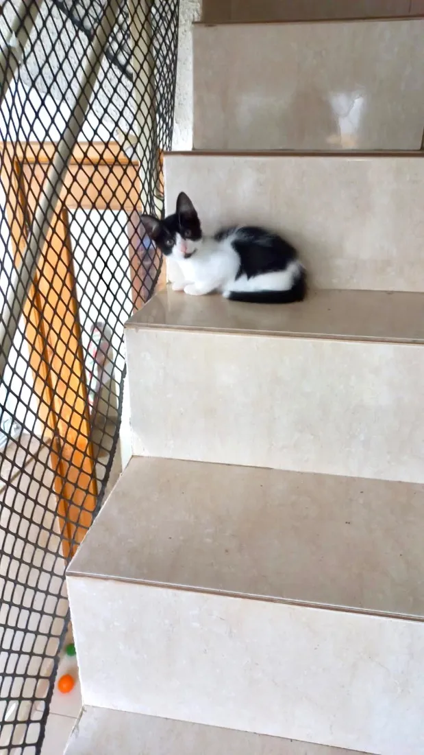 Gato raça SRD-ViraLata idade 2 a 6 meses nome Shin bb2 meses lindo 