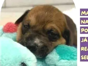 Cachorro raça SRD-ViraLata idade Abaixo de 2 meses nome Sloth