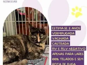 Gato raça SRD-ViraLata idade 2 anos nome Bibi