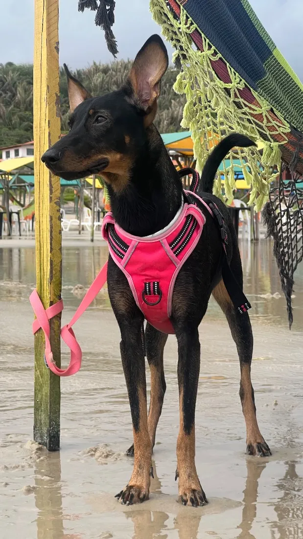 Cachorro raça SRD-ViraLata idade 4 anos nome Toyota