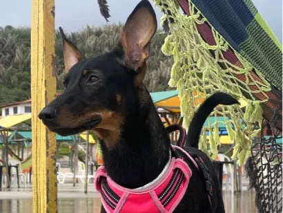Cachorro raça SRD-ViraLata idade 4 anos nome Toyota