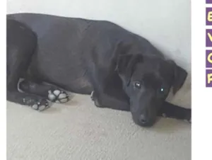 Cachorro raça SRD-ViraLata idade 7 a 11 meses nome Zaila