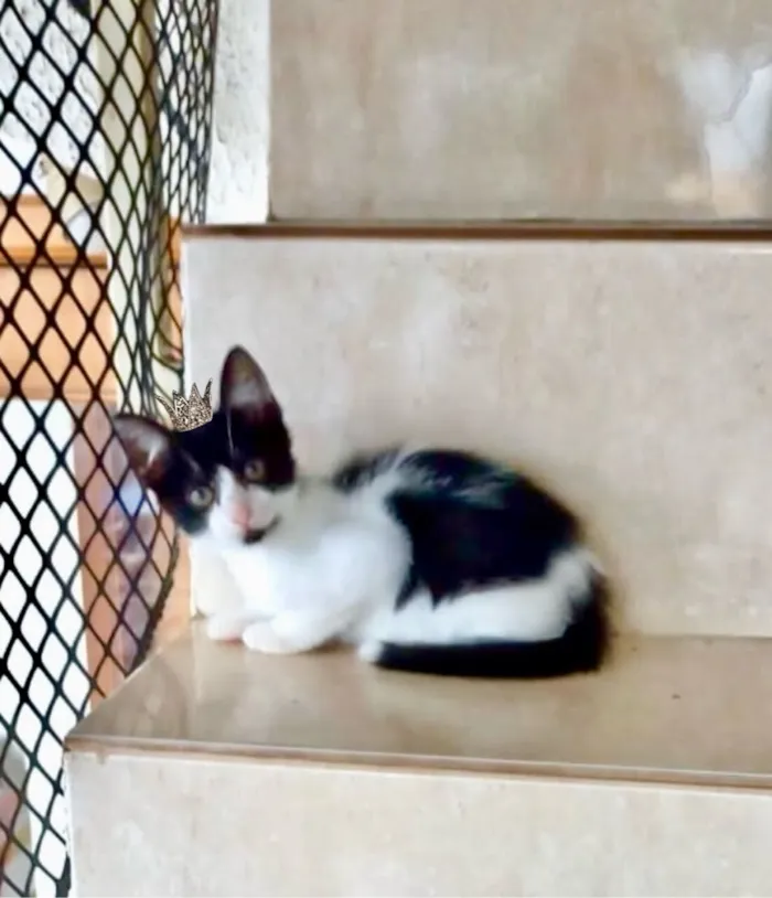 Gato raça SRD-ViraLata idade 2 a 6 meses nome Shin bb2 meses lindo 