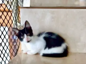 Gato raça SRD-ViraLata idade 2 a 6 meses nome Shin bb2 meses lindo 
